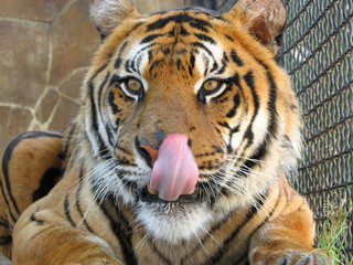 Tiger lick itself