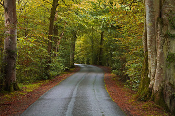 Naklejka premium Winding autumn road