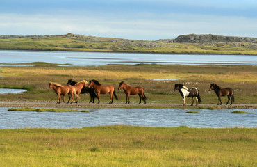 Chevaux islandais