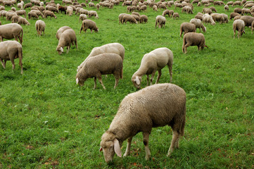 Obraz na płótnie Canvas Sheep on a meadow