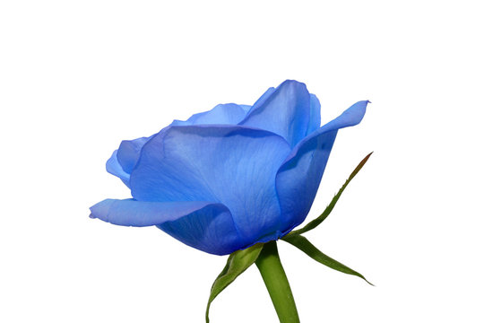 An isolated photo of the blue rose