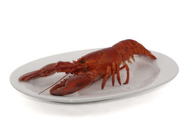Hummer