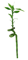 Obraz premium lucky bamboo
