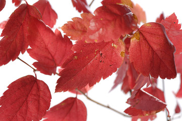  red autumn leaves background