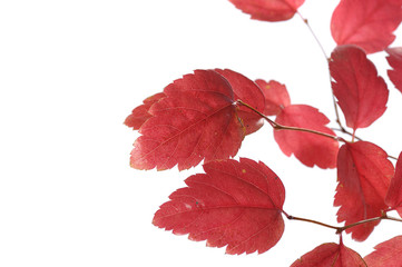 red autumn leaves isolated on white