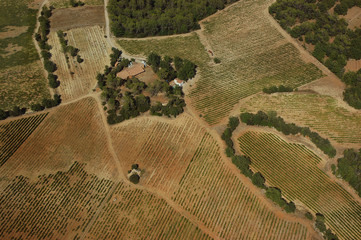 vignoble