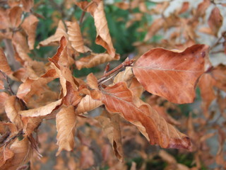 dry leaves