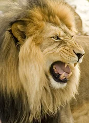 Photo sur Plexiglas Lion Roaring Lion