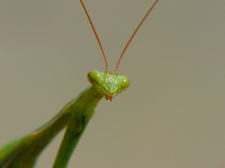 green insect mantis