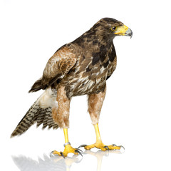 Harris's Hawk