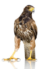 Harris's Hawk