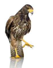 Harris's Hawk