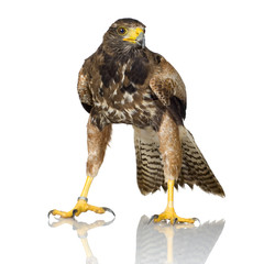 Harris's Hawk