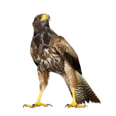 Harris's Hawk