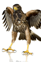 Harris's Hawk