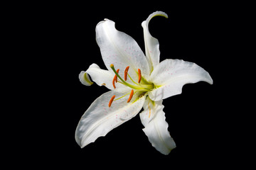 white lily