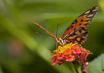 Tawny Emperor butterfly