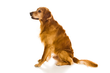 Golden Retriever Series (Canis Familiaris)