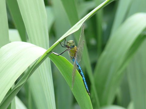 libelula canaria