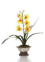 Naklejka na ściany i meble Orchids