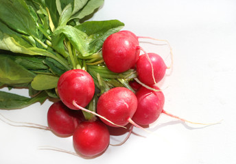 garden radish