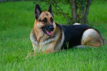 german shepherd laying in grass