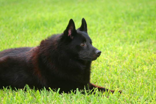 alert schipperke laying outside