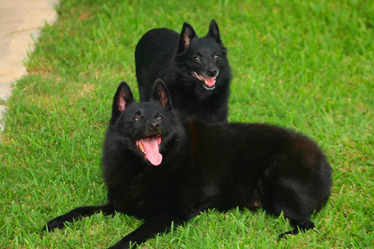 two schipperkes laying outside
