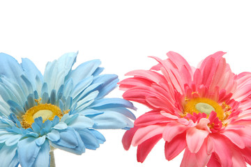 Pink and blue daisies
