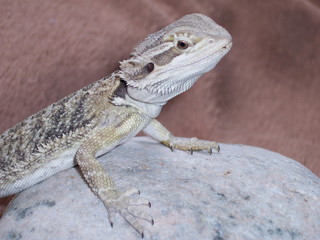 Bearded Dragon Push-Up