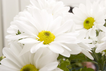 Obraz na płótnie Canvas White daisies