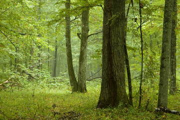 Fototapeta na wymiar Naturalny las mieszany po deszczu
