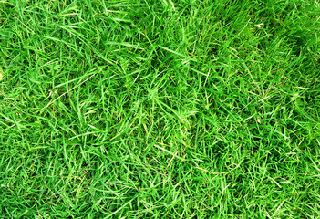 green grass background