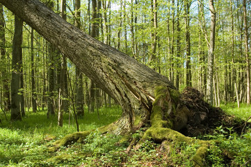 Old spruce broken in spring forest