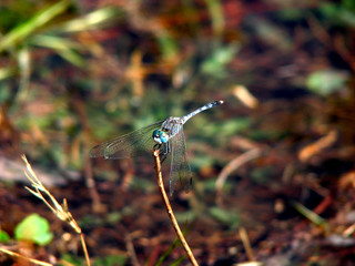 Blue Dragonfly