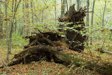 Old oak tree fallen down by storm