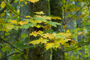 Autumnal maple branch