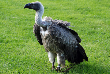 Vogel