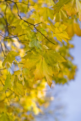 Yellow maple tree against the sky