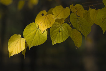 Autumn lime tree branch