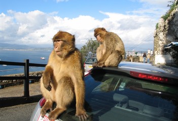 Naklejka premium Affen auf Gibraltar