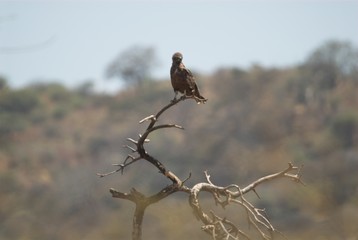 Serengheti N.P., Tanzania.