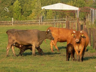 Cows with calves