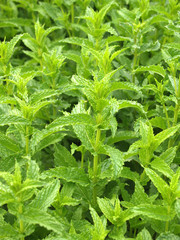 Minze / Mint © ExQuisine