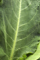 Cabbage Leafs
