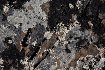 Crustose lichens background