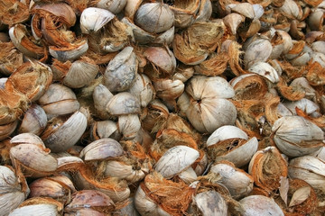 Coconut Husks