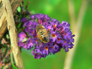 Biene auf Buddleia