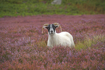 Sheep in the heather