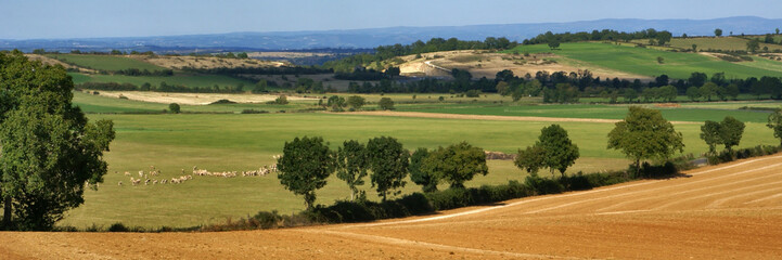 Fototapeta premium campagne